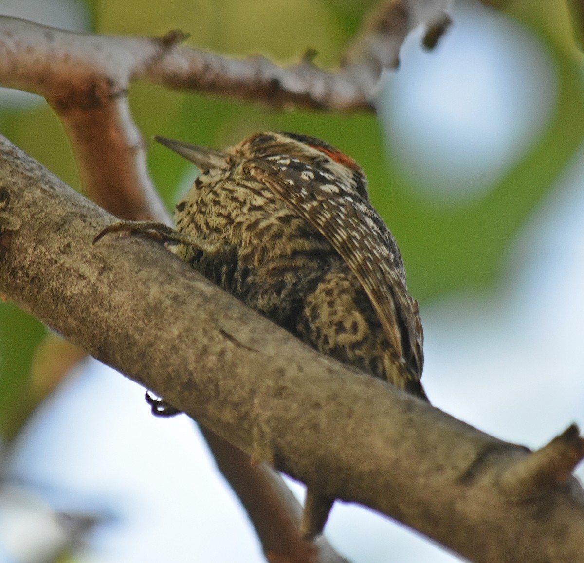 Checkered Woodpecker - ML646457905