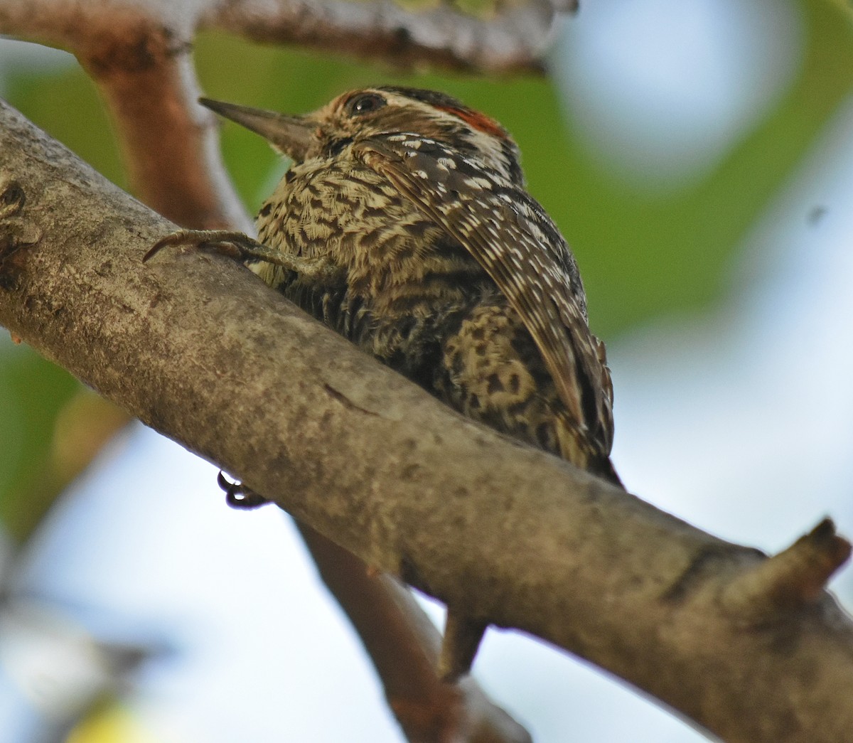 Checkered Woodpecker - ML646457906