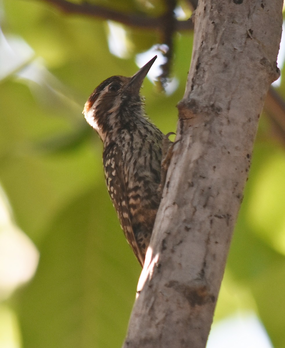Checkered Woodpecker - ML646457907