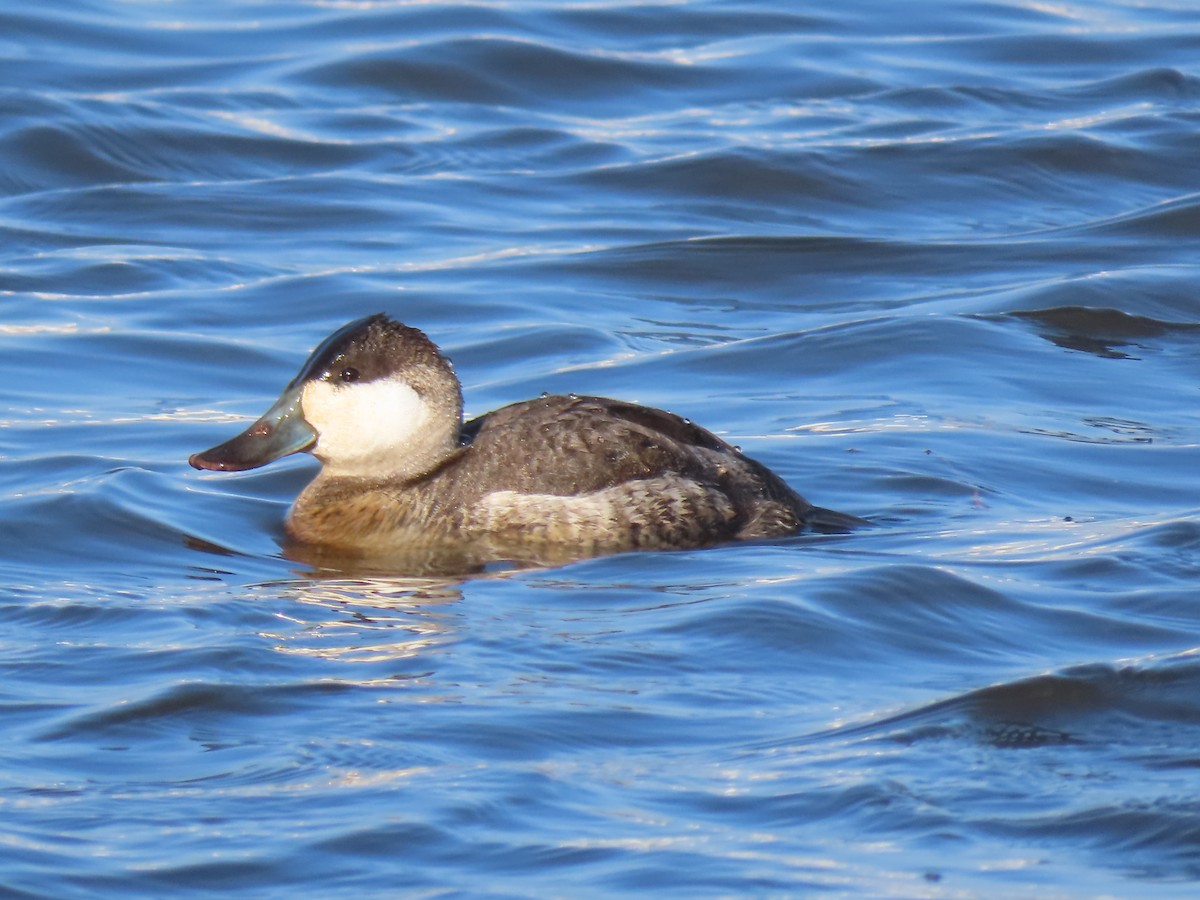 Ruddy Duck - ML646457909