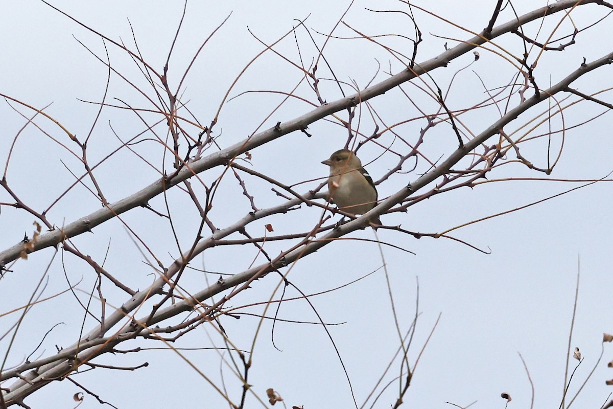 Common Chaffinch - ML646457910