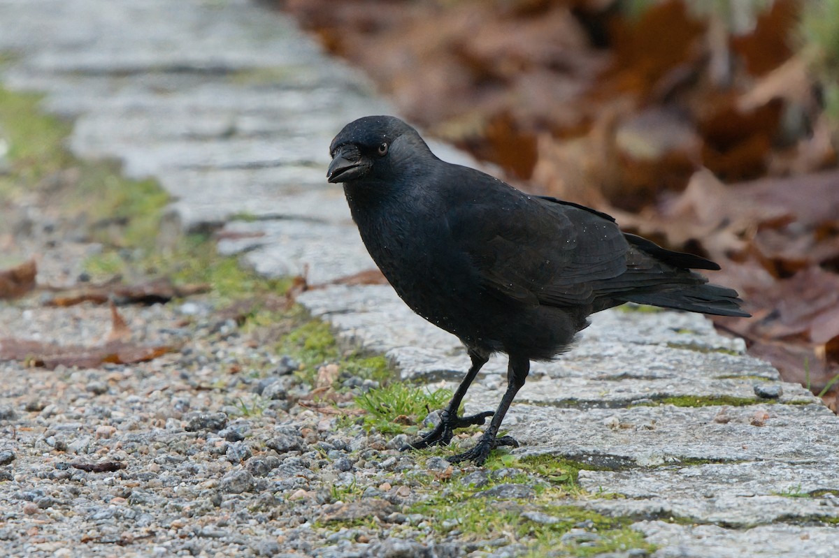 Choucas des tours - ML646457915