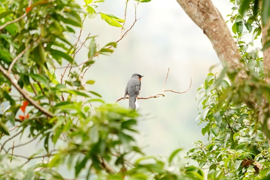 Rufous-throated Solitaire - ML646457923