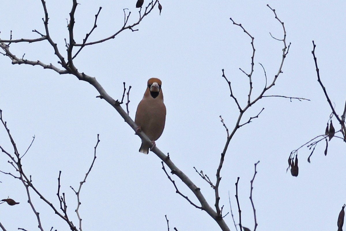 Hawfinch - ML646457937