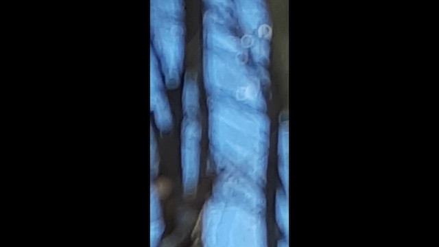 Downy Woodpecker - ML646457940