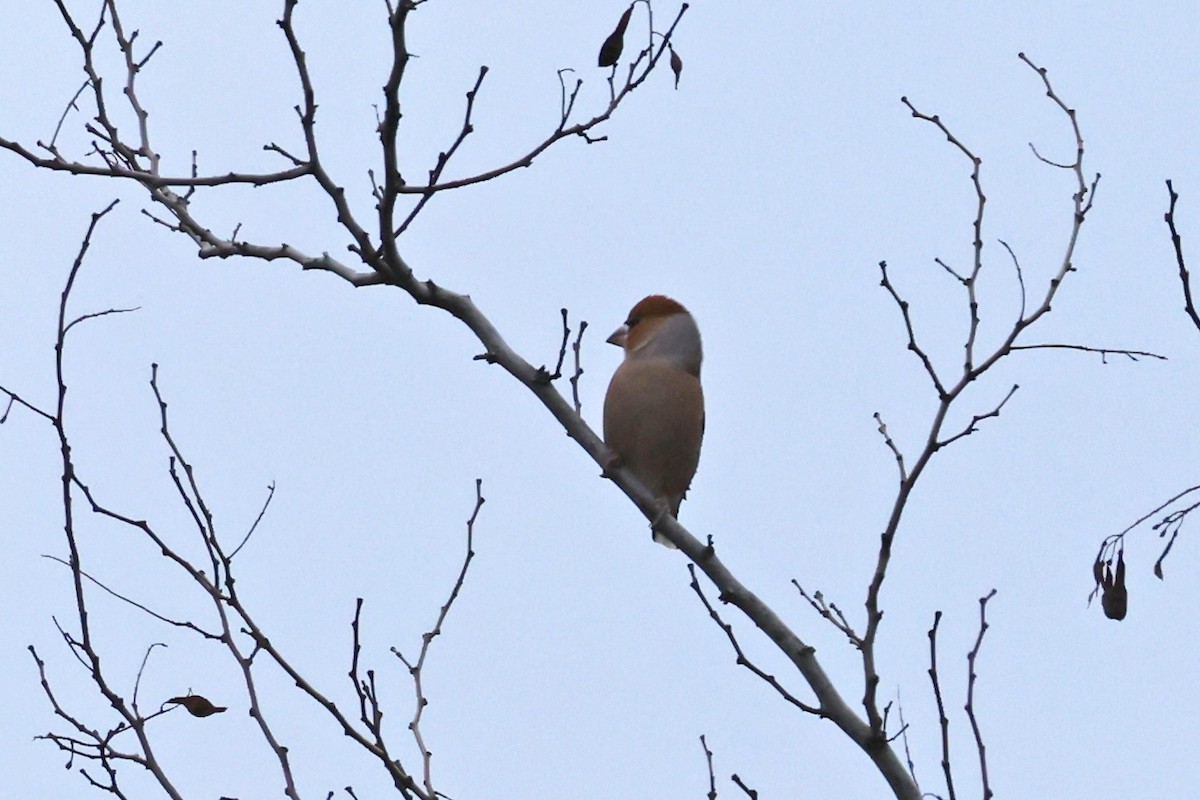 Hawfinch - ML646457941