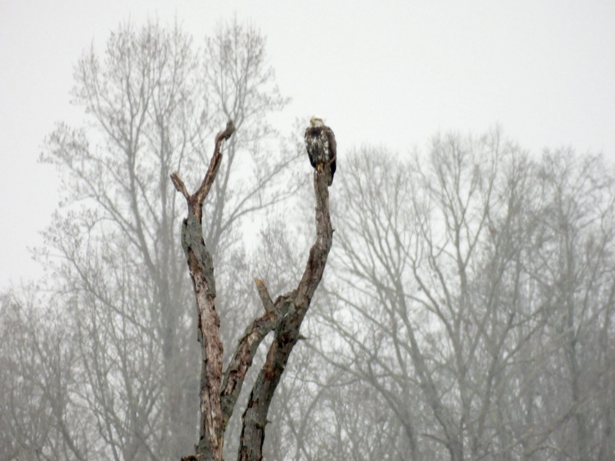 Bald Eagle - ML646457943