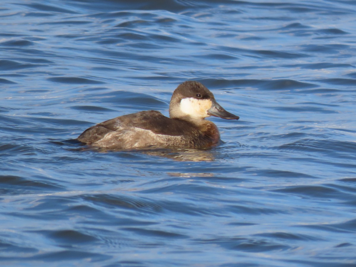 Ruddy Duck - ML646457944
