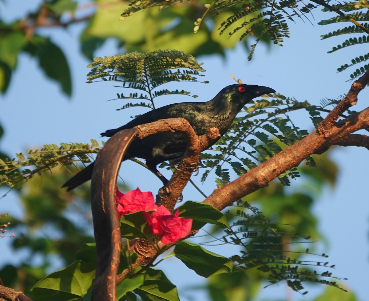 Malay Sığırcığı - ML646457953