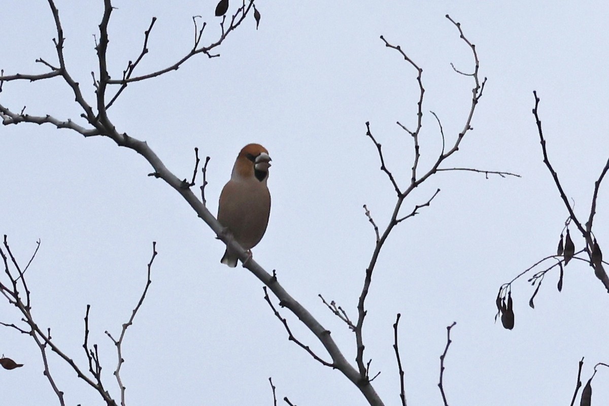 Hawfinch - ML646457954