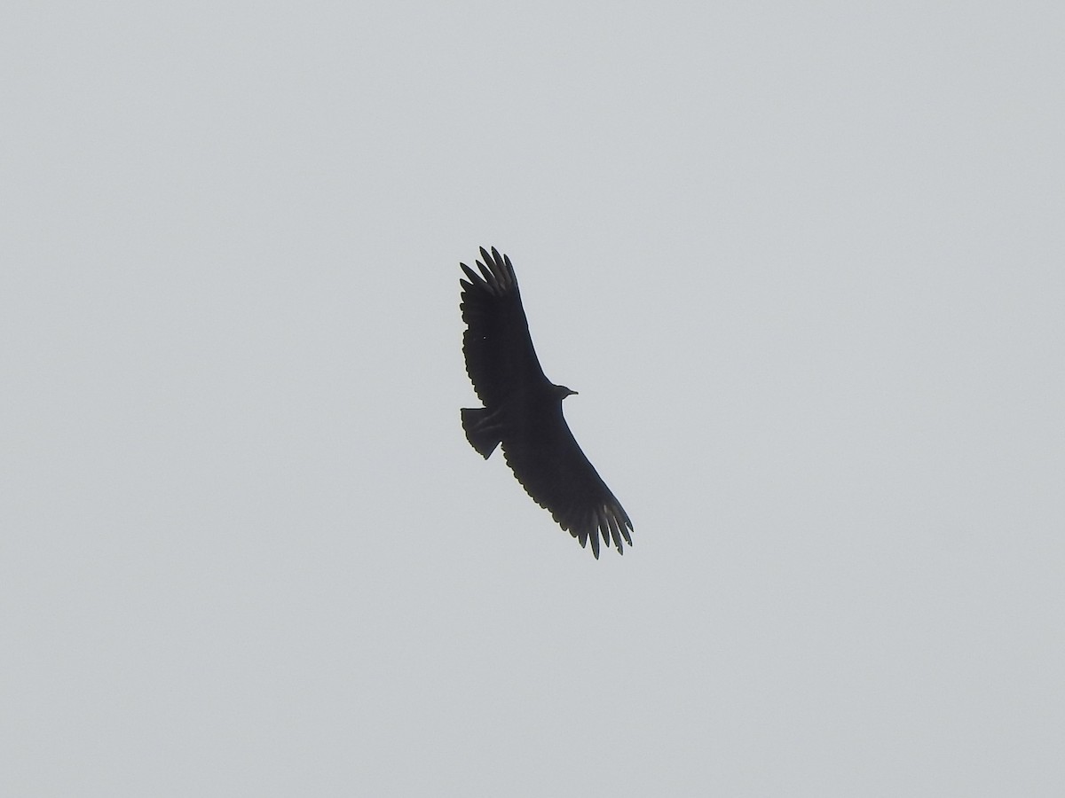 Black Vulture - ML646457956