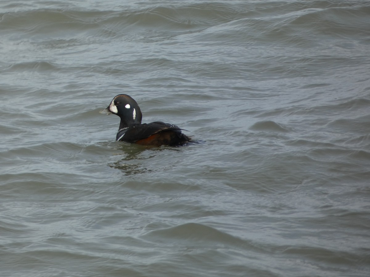 Harlequin Duck - ML646457960