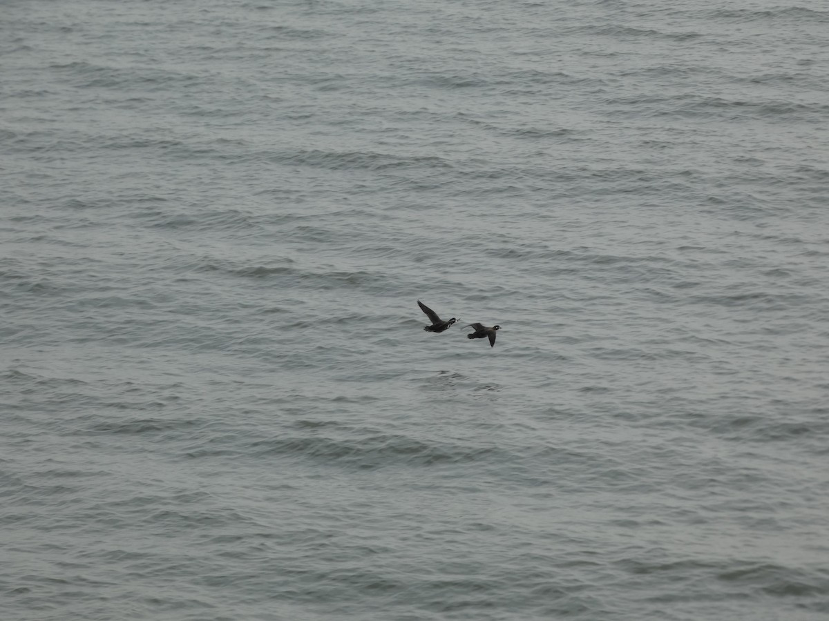 Harlequin Duck - ML646457961