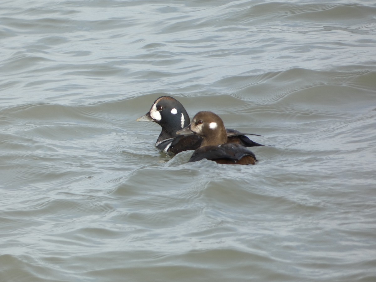 Harlequin Duck - ML646457962