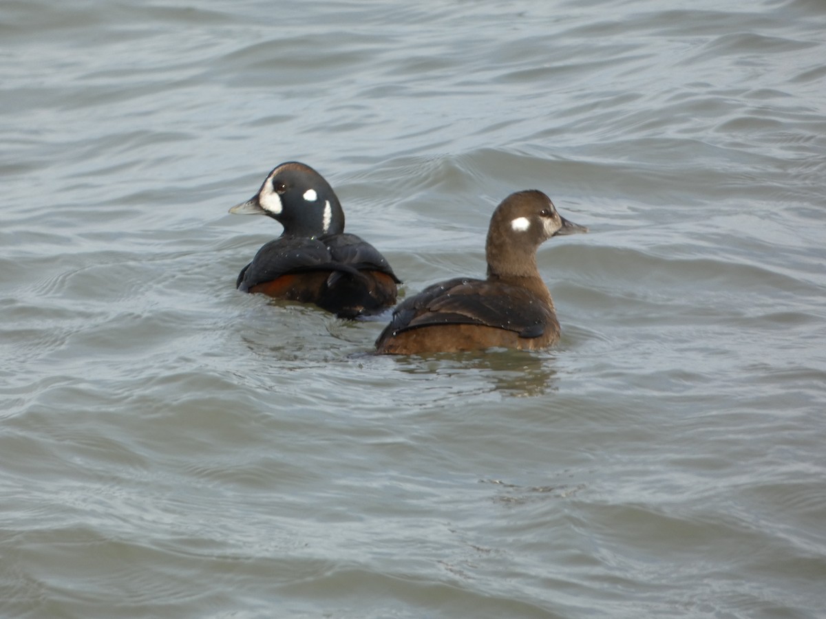 Harlequin Duck - ML646457963