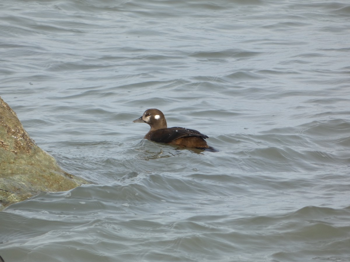 Harlequin Duck - ML646457964