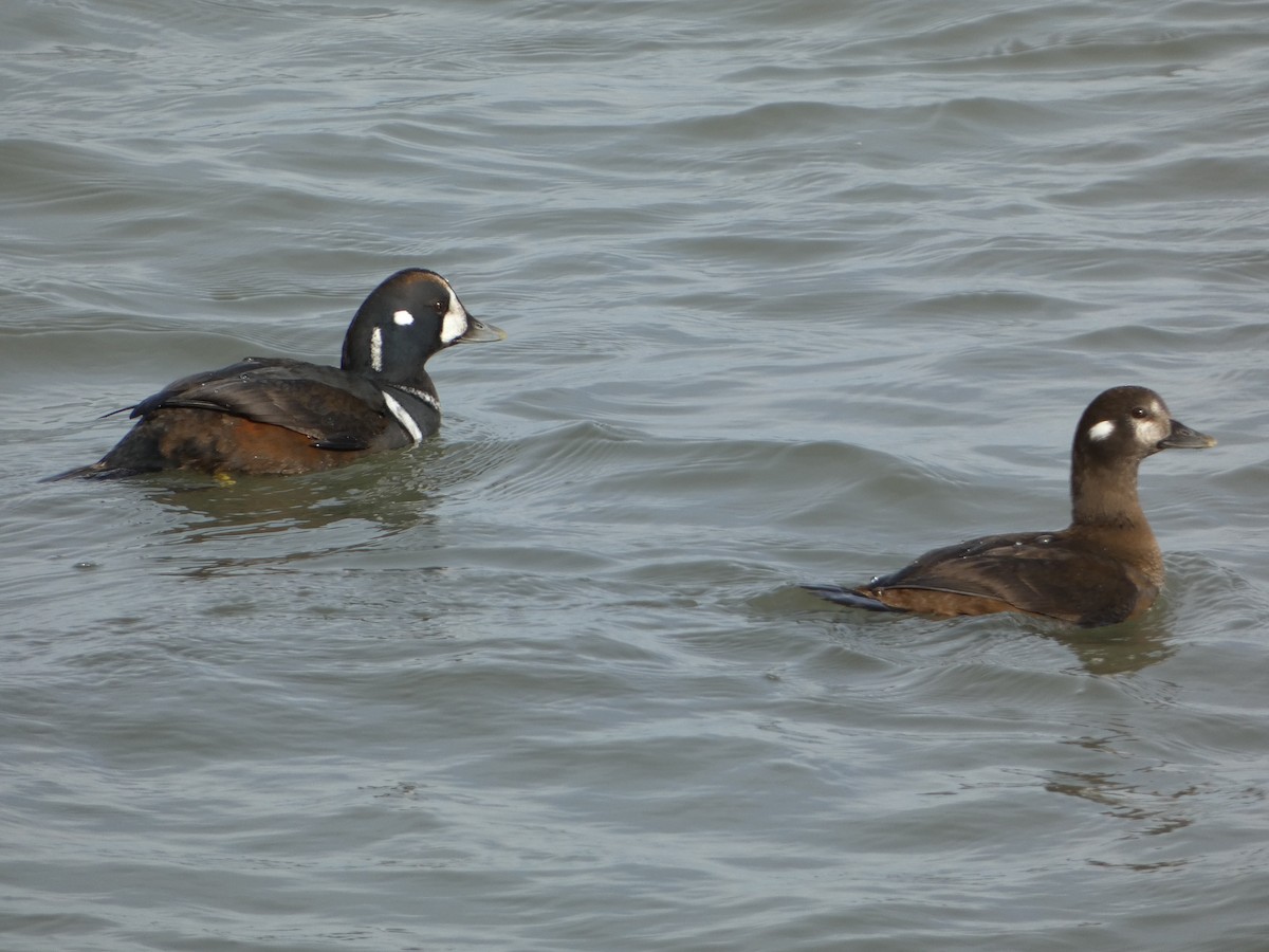 Harlequin Duck - ML646457965