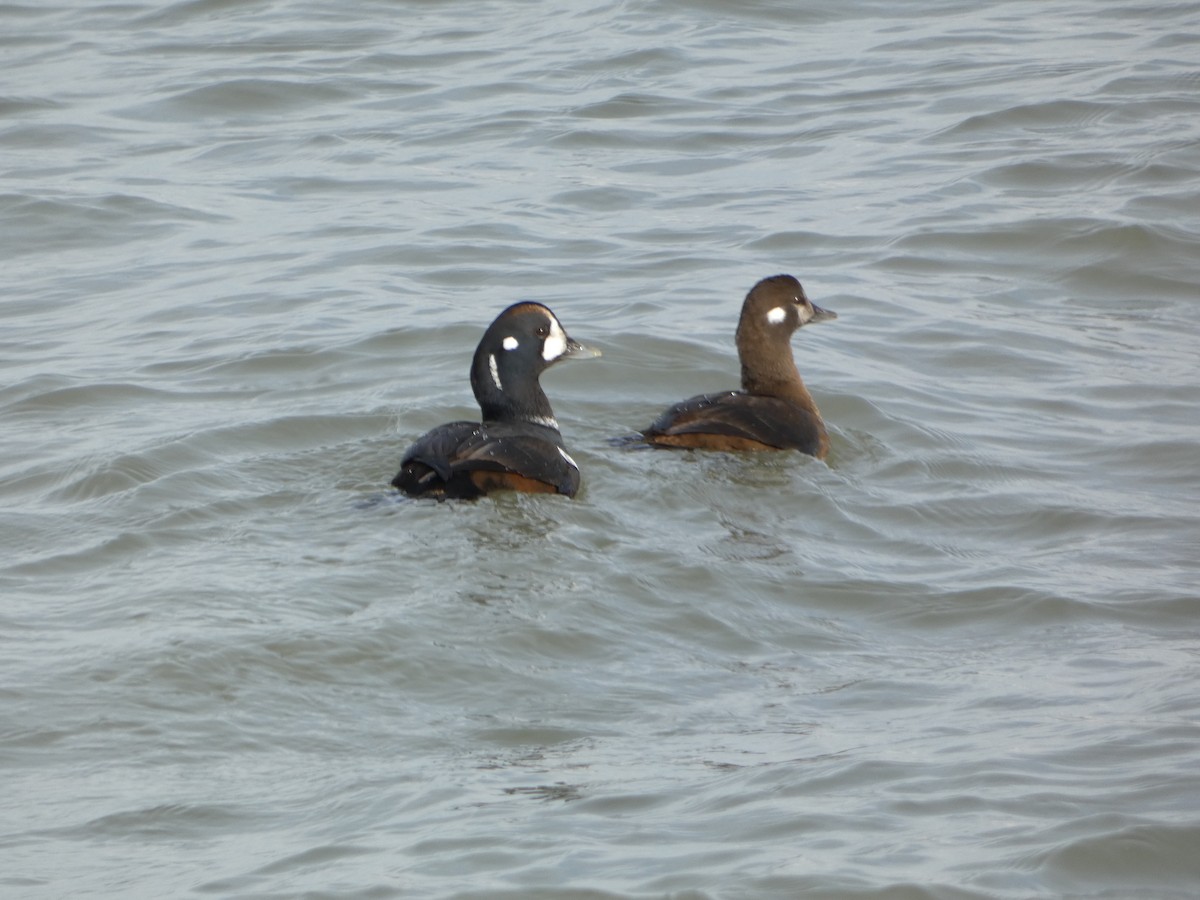 Harlequin Duck - ML646457966