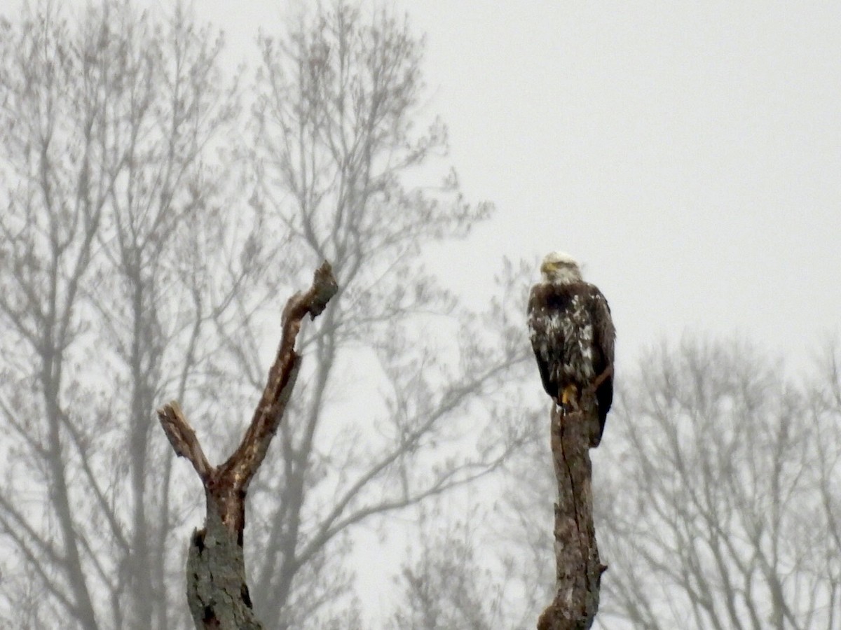 Bald Eagle - ML646457968