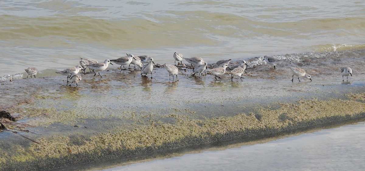 Sanderling - ML646457969