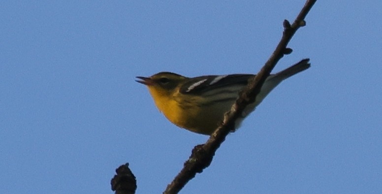 Reinita Gorjinaranja - ML646457970