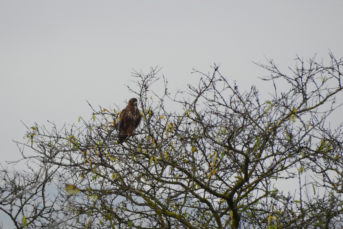 Common Buzzard - ML646457972