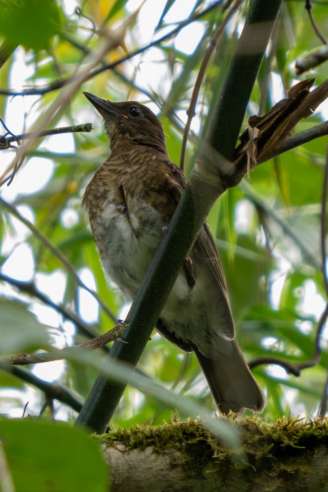 Pale-vented Thrush - ML646457975