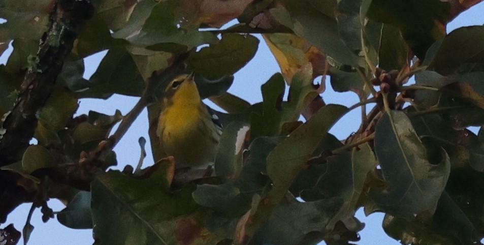 Reinita Gorjinaranja - ML646457977