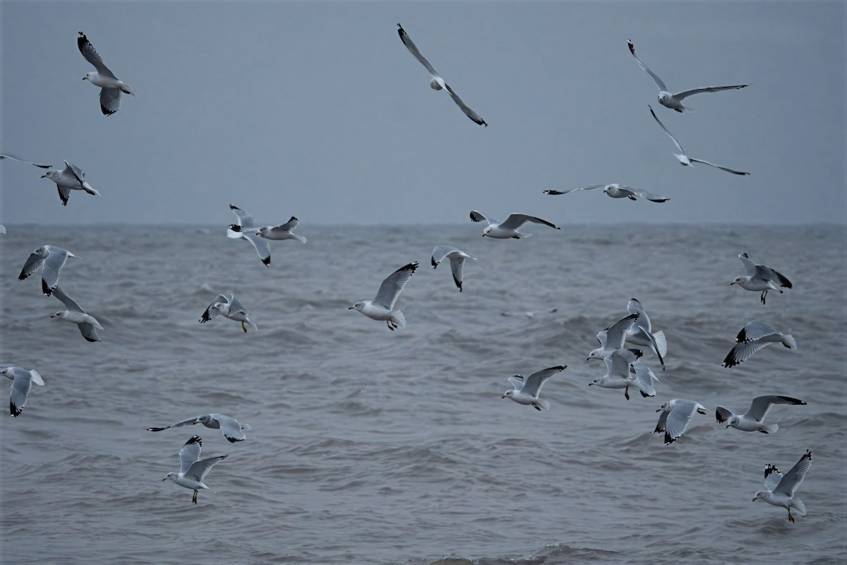 Ring-billed Gull - ML646457978