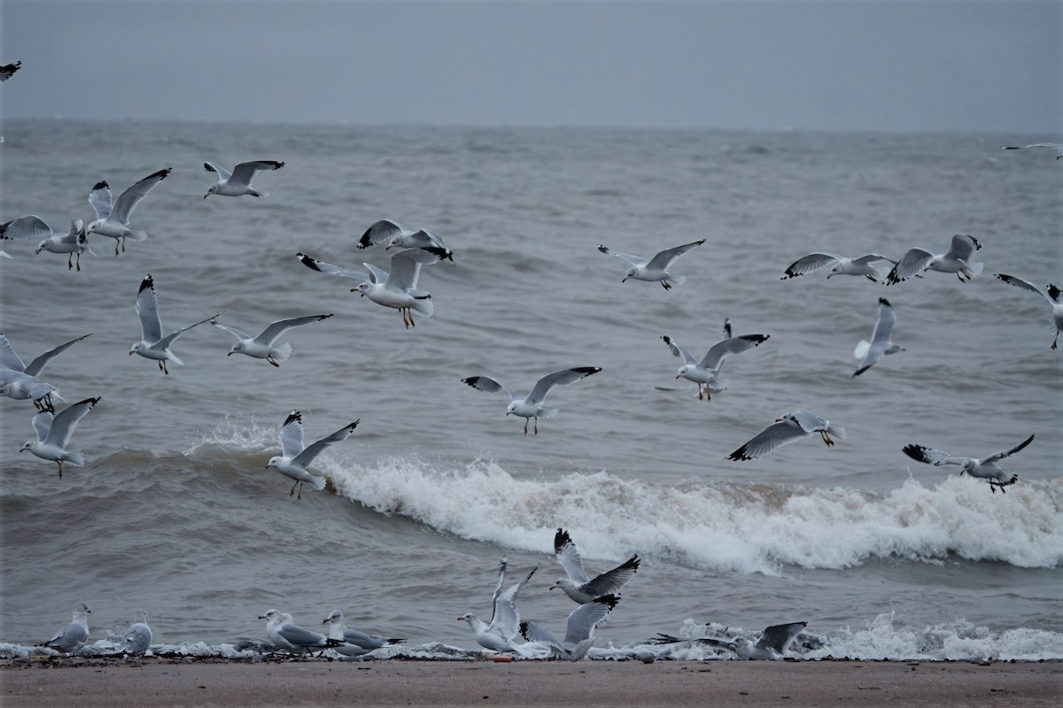 Ring-billed Gull - ML646457979