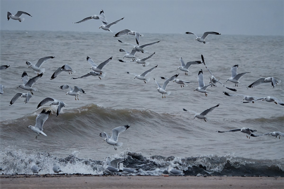 Ring-billed Gull - ML646457980