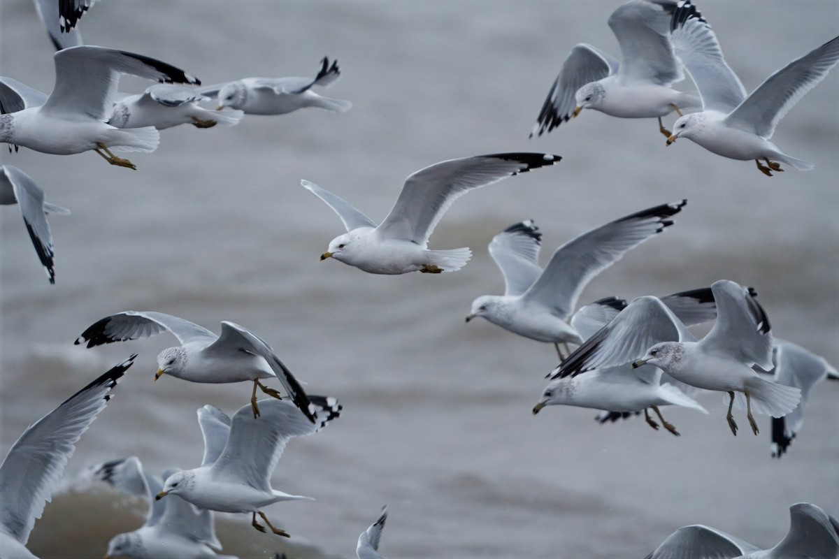 Ring-billed Gull - ML646457981