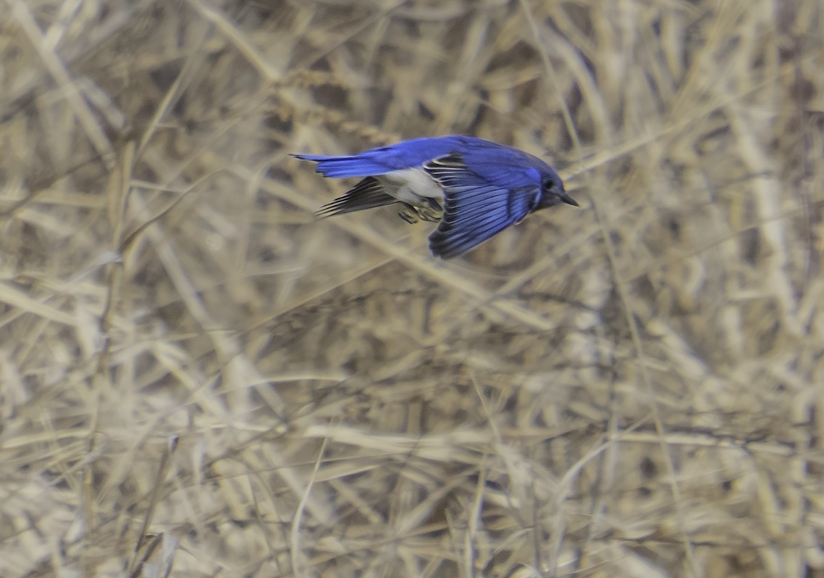 Eastern Bluebird - ML646457982