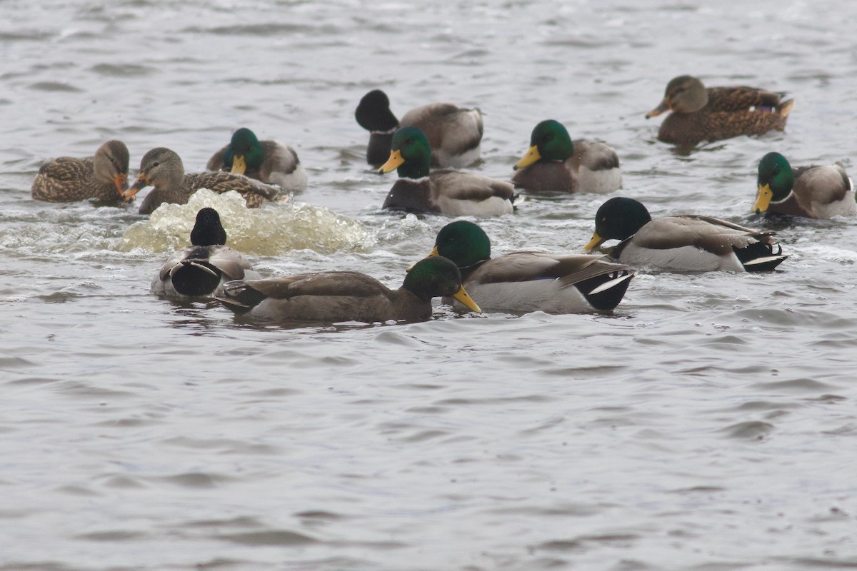 kachna divoká x tmavá (hybrid) - ML646457985