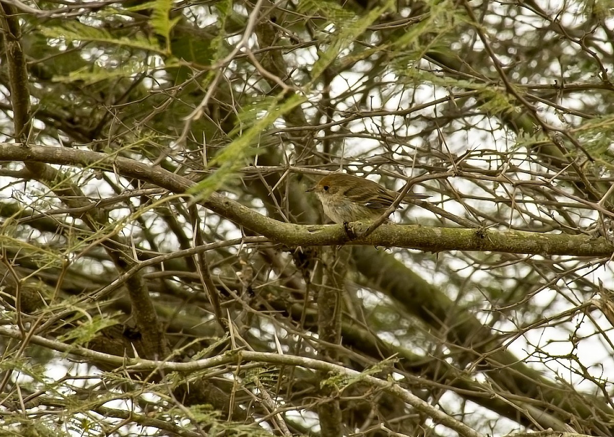 Fulvous-faced Scrub-Tyrant - ML646457986