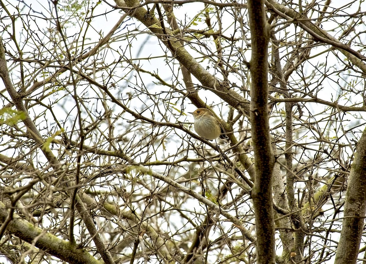 Fulvous-faced Scrub-Tyrant - ML646457987