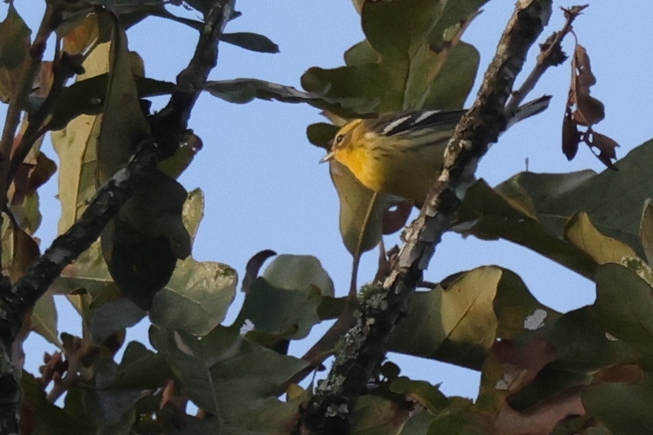 Reinita Gorjinaranja - ML646457989