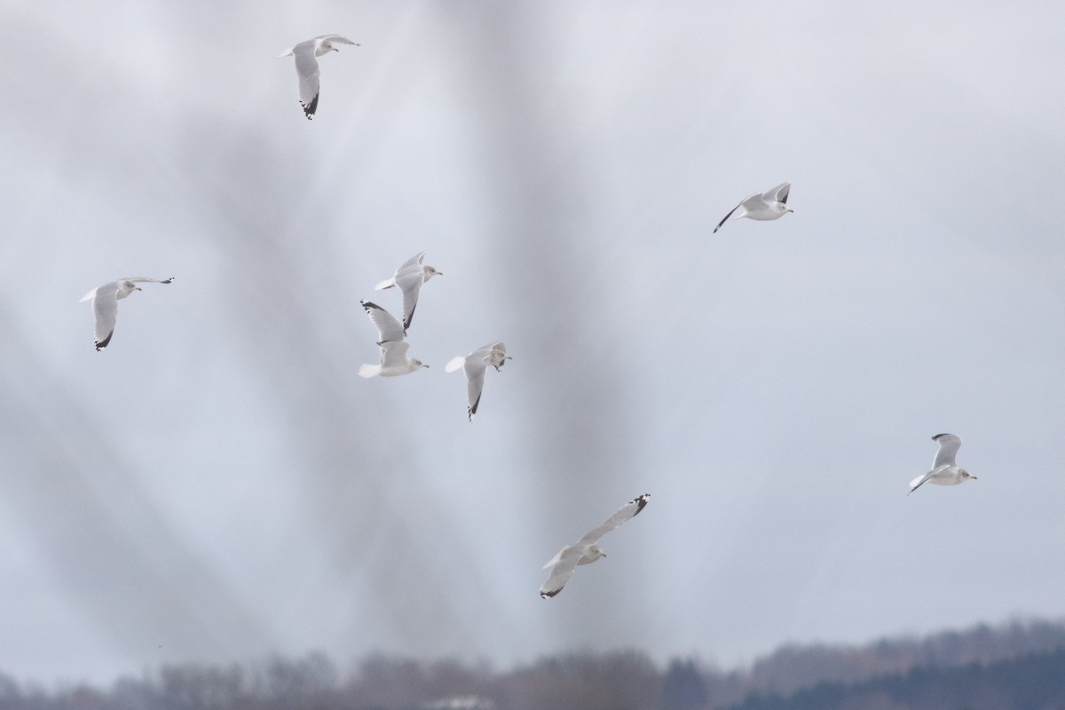 racek kroužkozobý - ML646457991