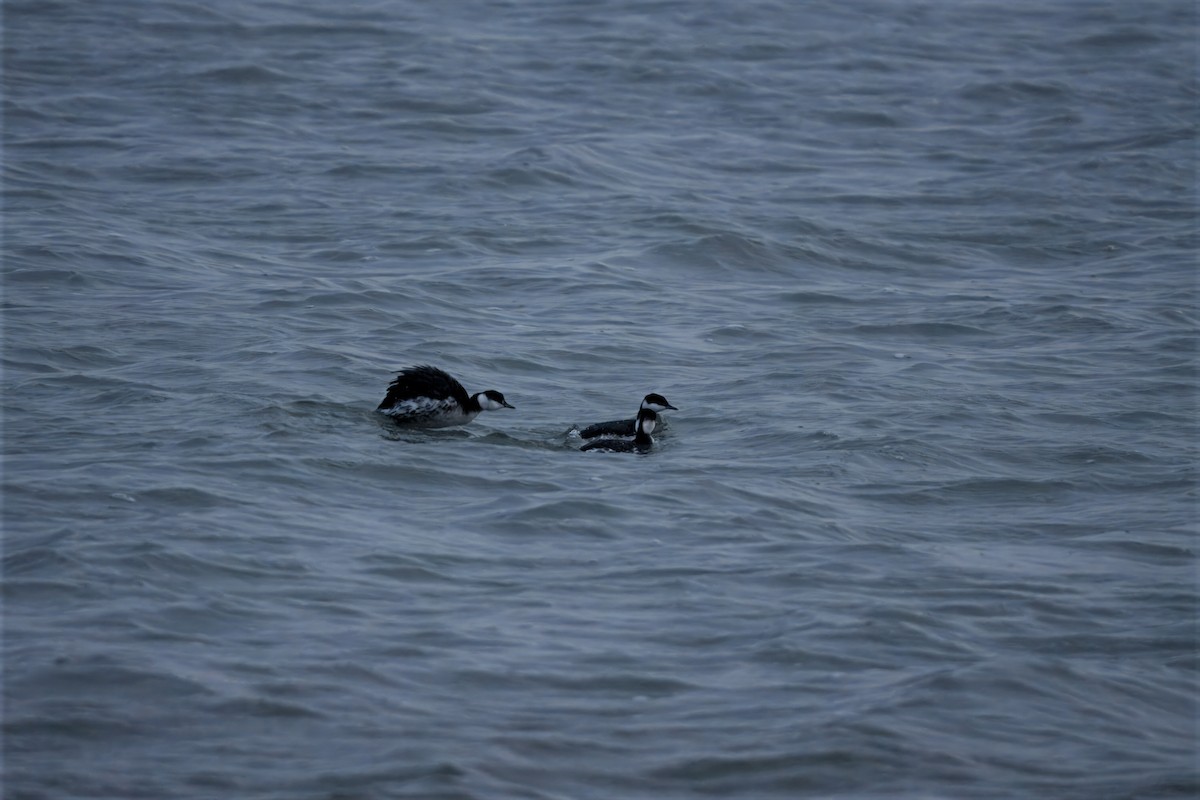 Horned Grebe - ML646457992