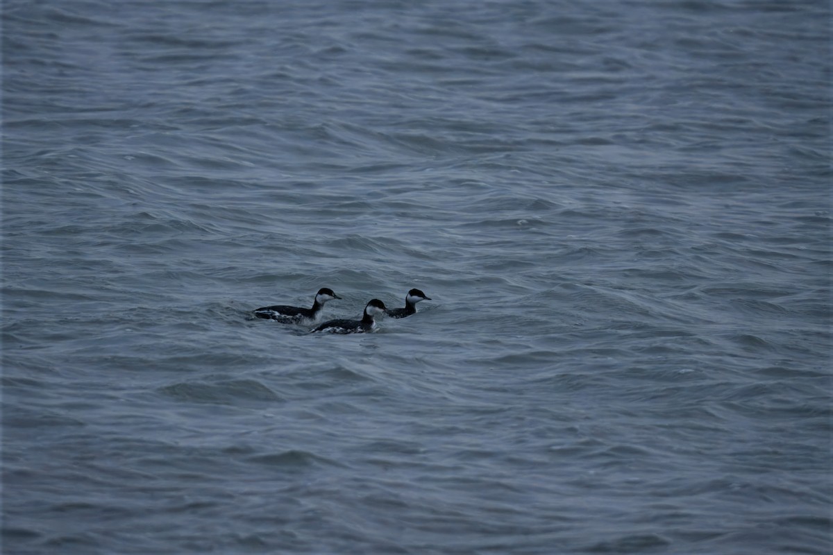 Horned Grebe - ML646457993