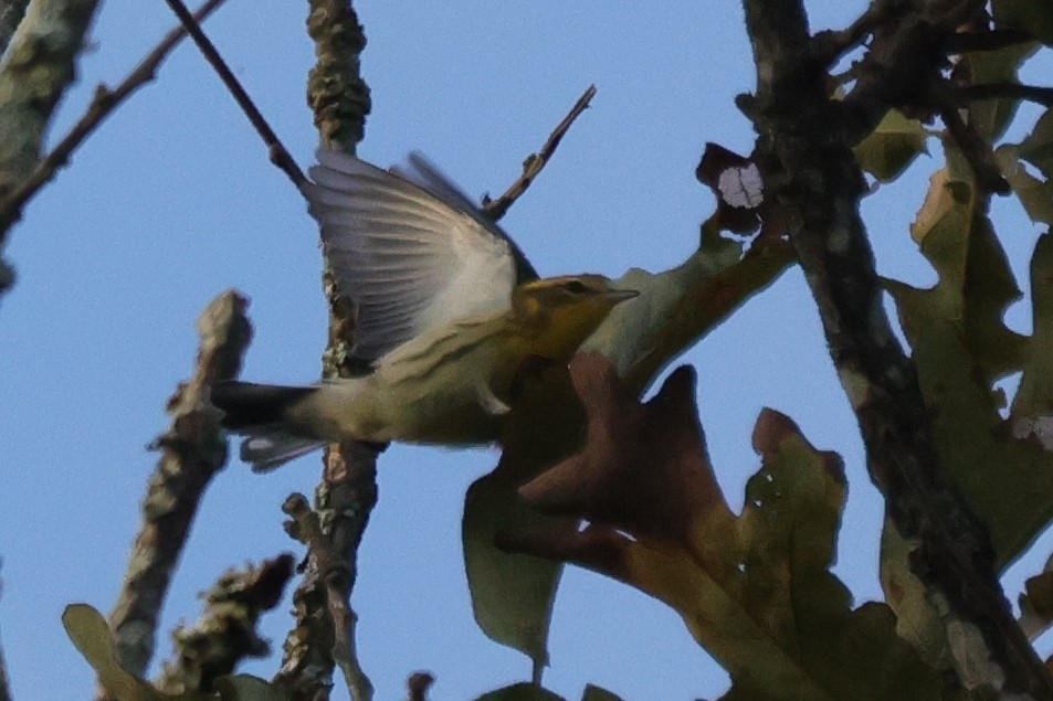 Reinita Gorjinaranja - ML646457995