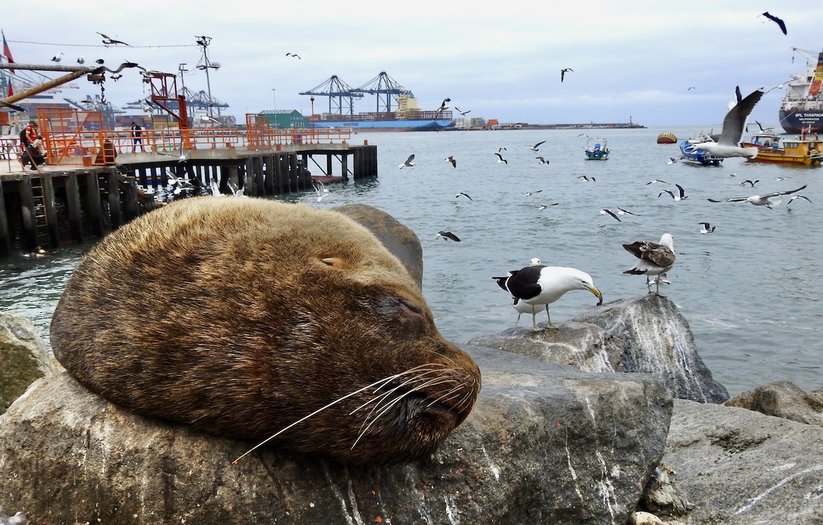 South American Sea Lion - ML646457996
