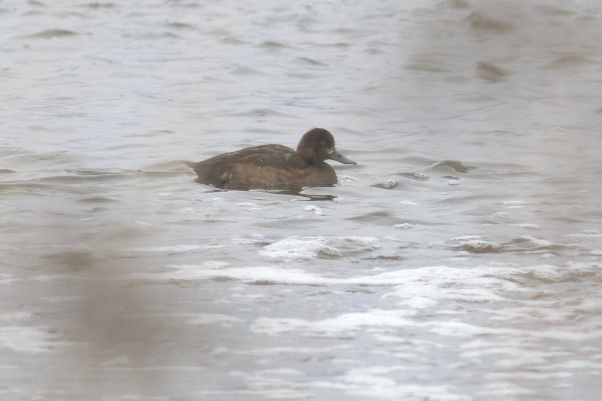 polák vlnkovaný - ML646457997