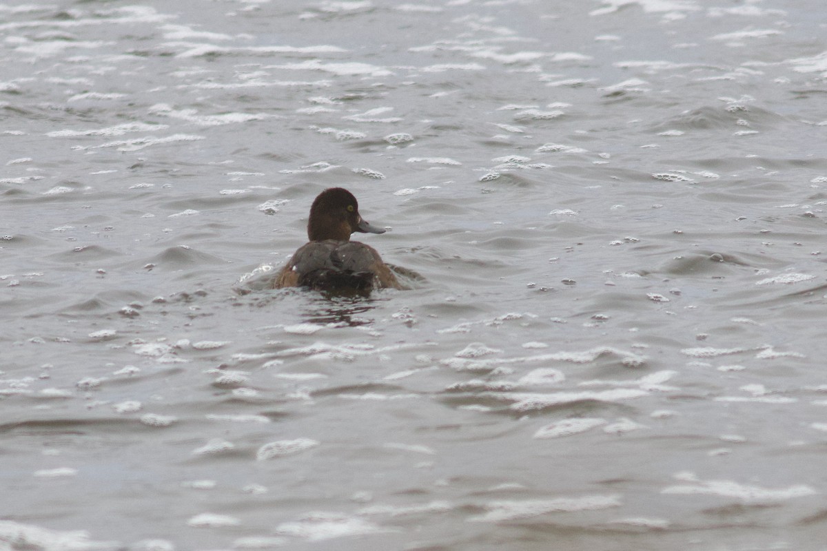 polák vlnkovaný - ML646457999