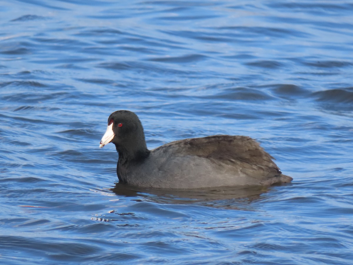 American Coot - ML646458006