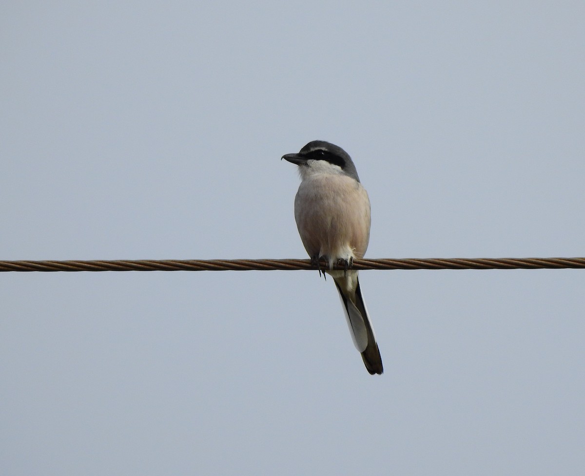 Iberian Gray Shrike - ML646458007