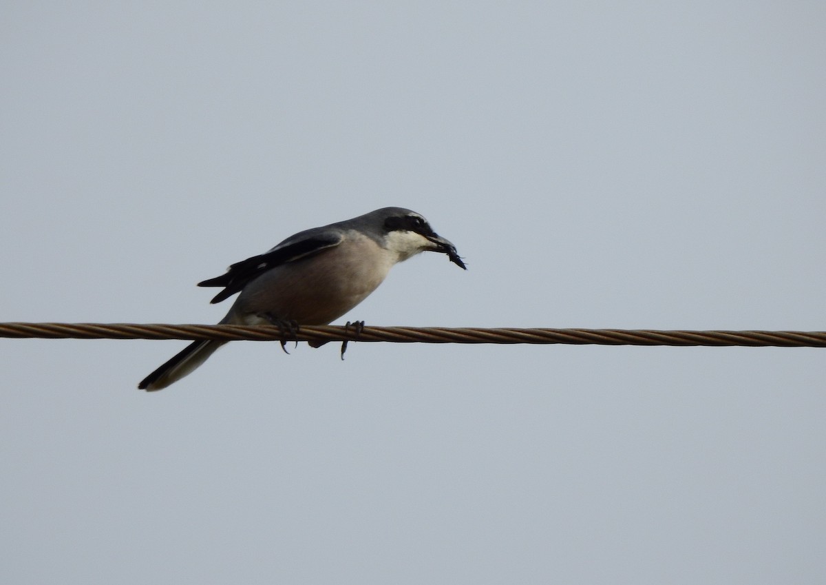 Iberian Gray Shrike - ML646458008