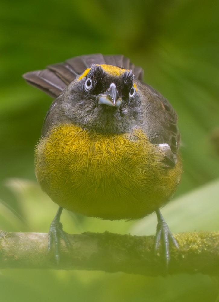 Dusky-faced Tanager - ML646458009