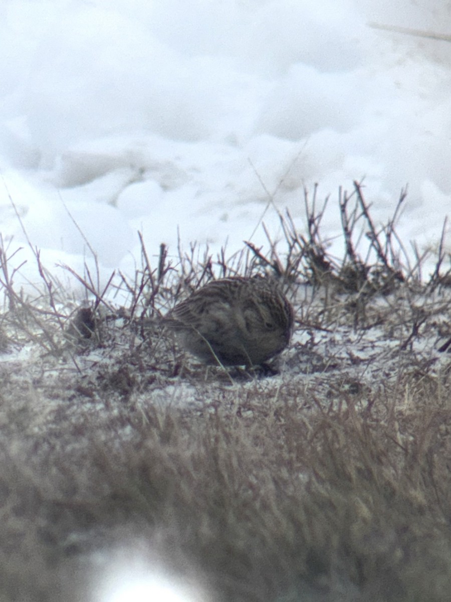 ostružka límcová - ML646458017