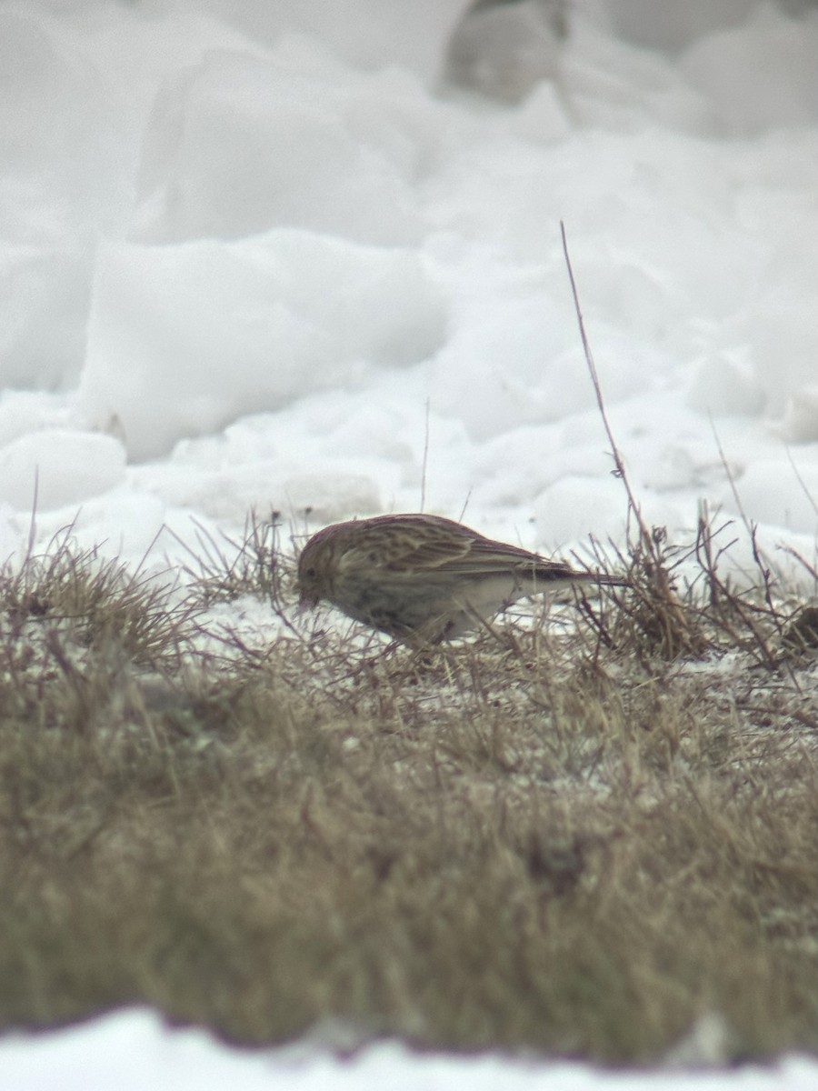 ostružka límcová - ML646458018